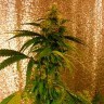 Critical Jack feminised Ganja Seeds