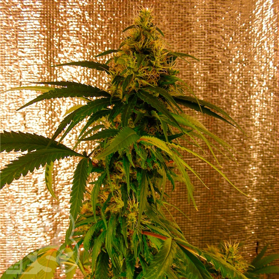 Critical Jack feminised Ganja Seeds