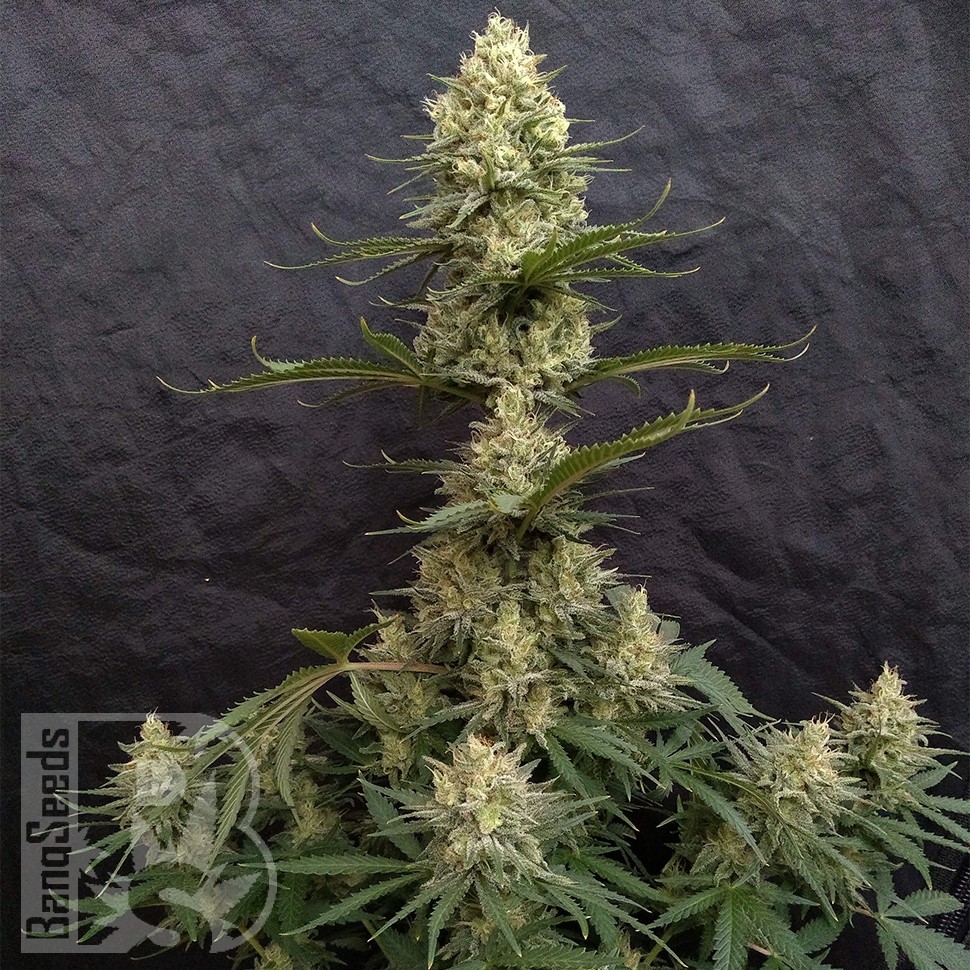 Critical Jack feminised Ganja Seeds