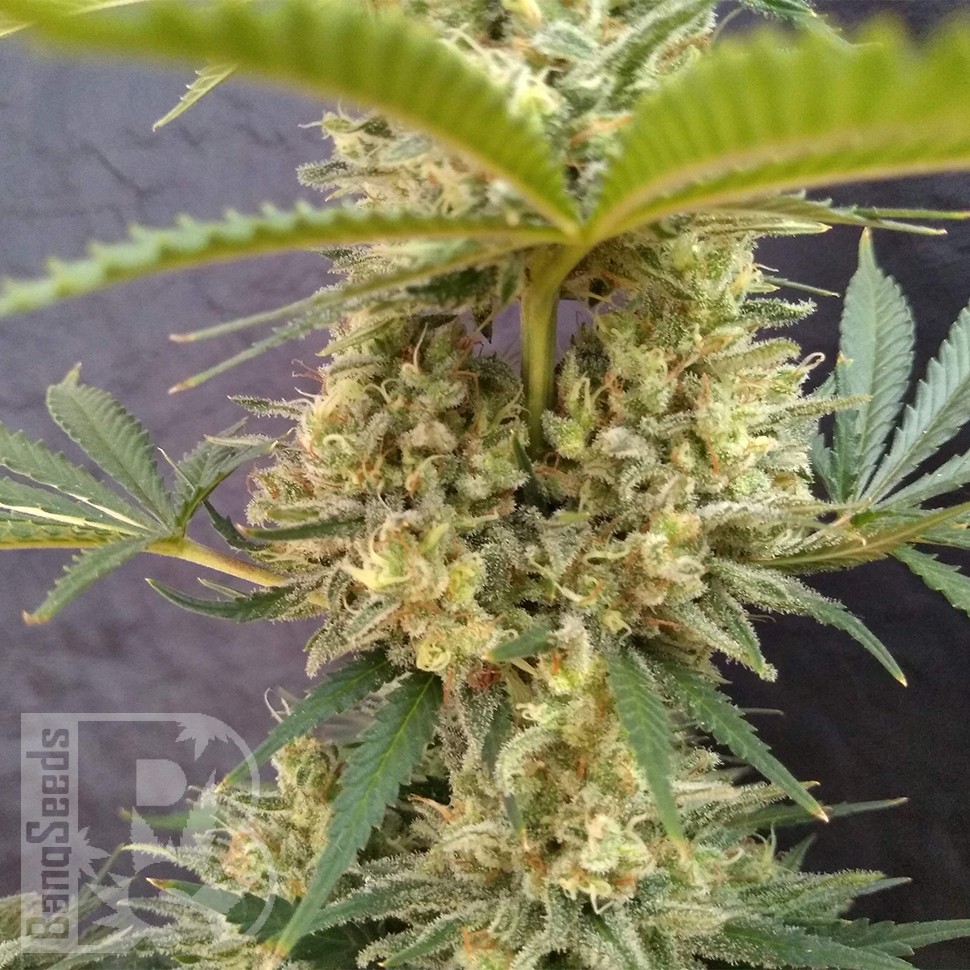Critical Jack feminised Ganja Seeds