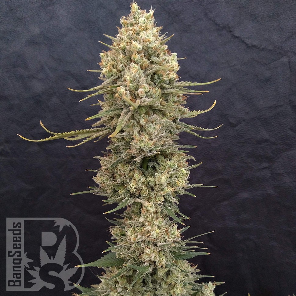 Critical Jack feminised Ganja Seeds
