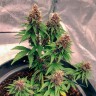 Семена  Auto Black Opium feminised Ganja Seeds