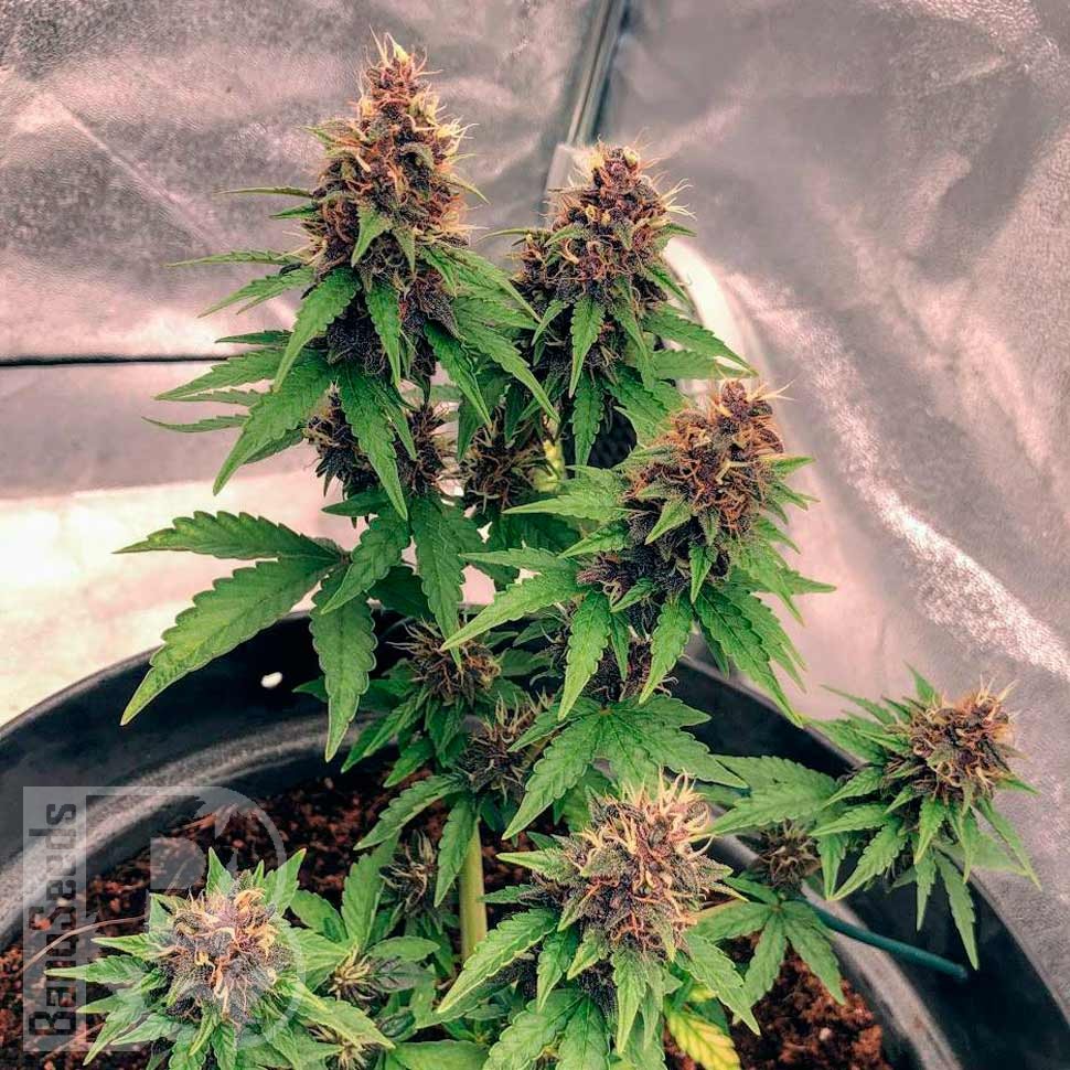 Семена  Auto Black Opium feminised Ganja Seeds