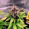 Семена  Auto Black Opium feminised Ganja Seeds
