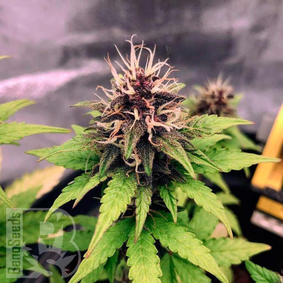 Семена  Auto Black Opium feminised Ganja Seeds
