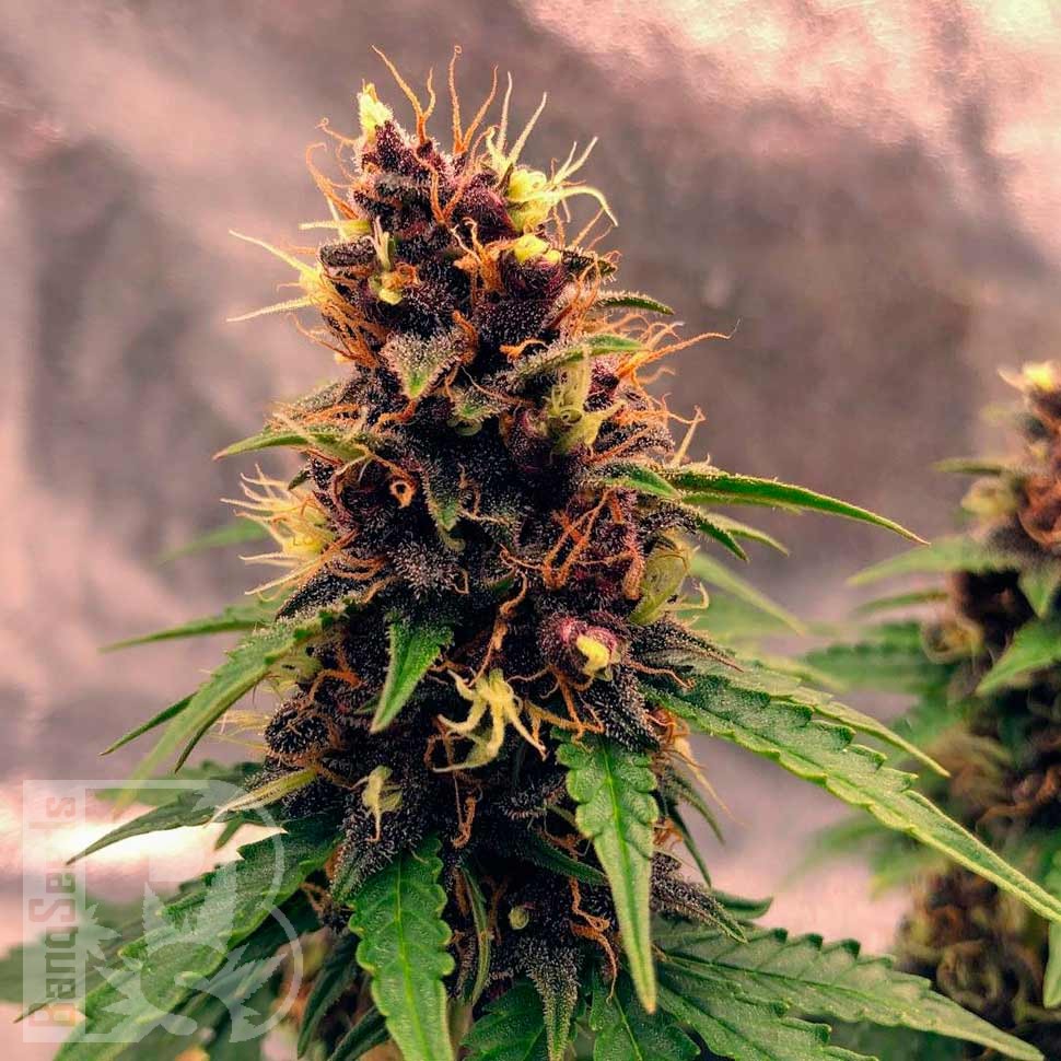 Семена  Auto Black Opium feminised Ganja Seeds