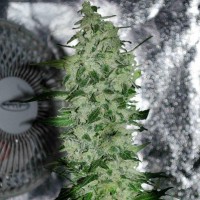 Nibiru-47 regular Ganja Seeds