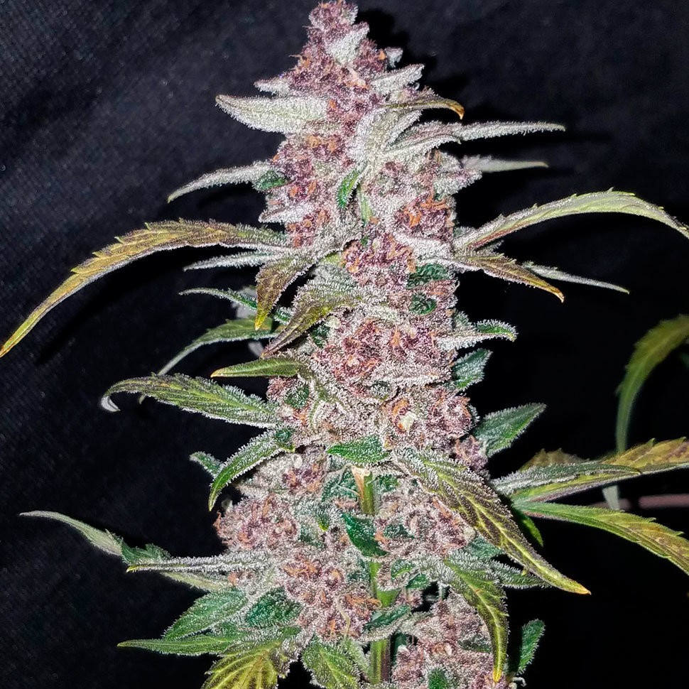 Семена конопли  Havok feminised GanjaVIP Seeds