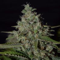 Super Skunk feminised Neuro Seeds