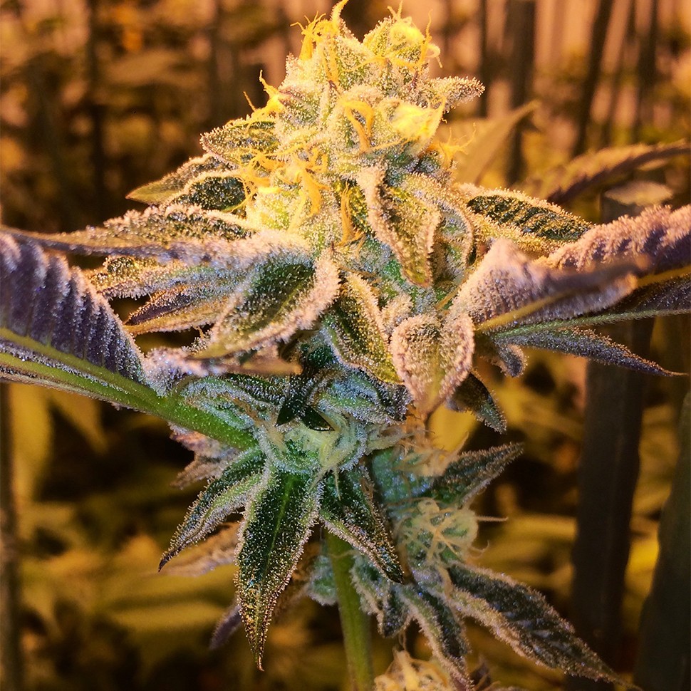 Семена  Girl Scout Cookies feminised Ganja Seeds