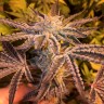 Семена  Girl Scout Cookies feminised Ganja Seeds