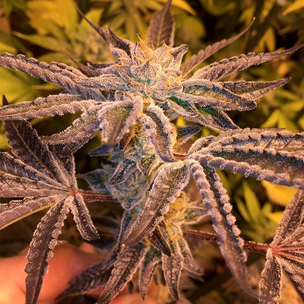 Семена  Girl Scout Cookies feminised Ganja Seeds