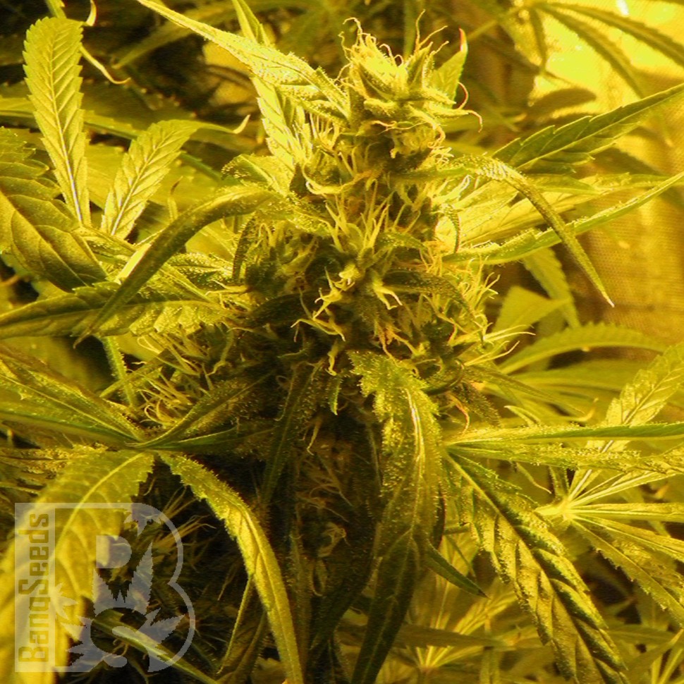 Семена каннабиса  Amazon Brazil feminised Ganja Seeds