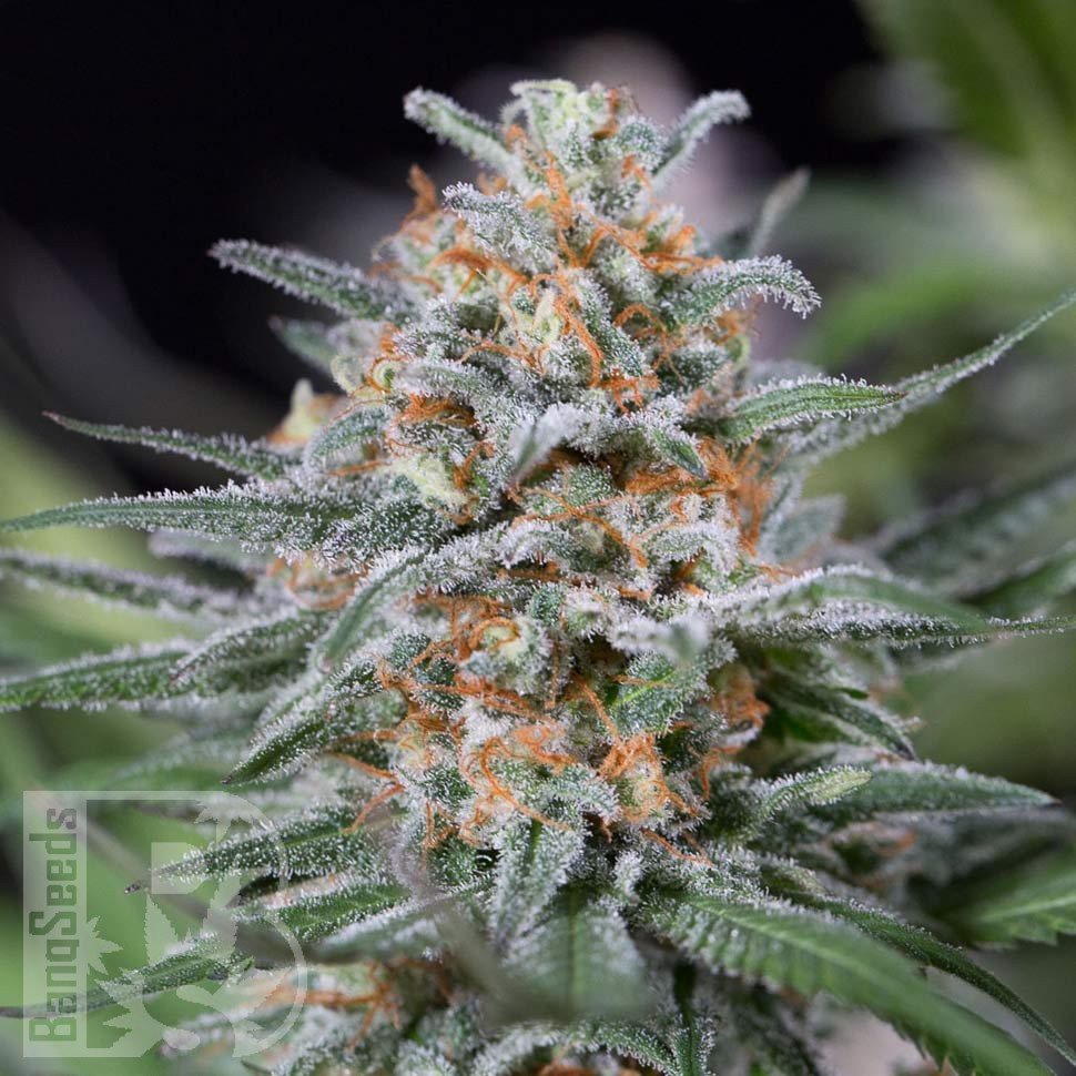 Critical Mass feminised Ganja Seeds