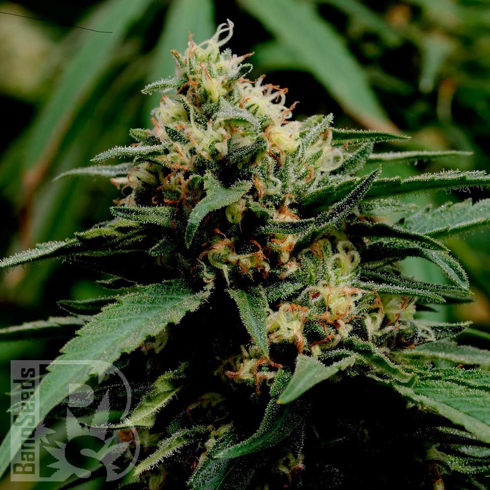 Critical Mass feminised Ganja Seeds