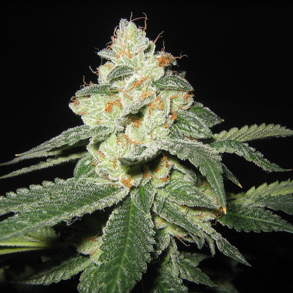 Семена конопли  Auto Great White Shark feminised Ganja Seeds