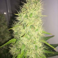 Belladonna regular Ganja Seeds