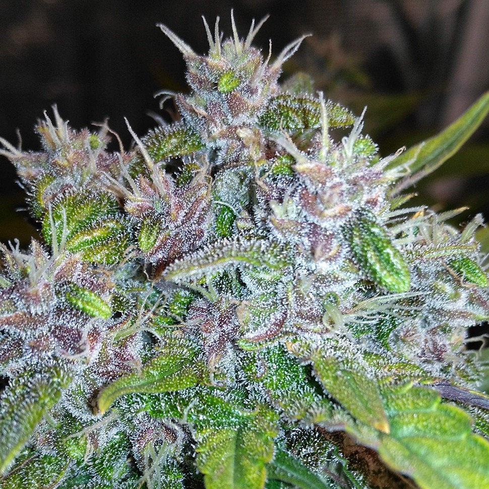 Семена конопли  Auto Red Poison feminised Ganja Seeds