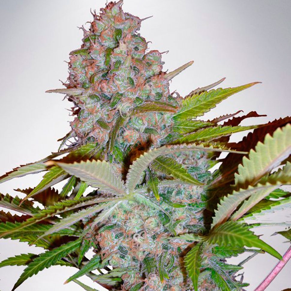 Семена марихуаны  Hyperion feminised GanjaVIP Seeds