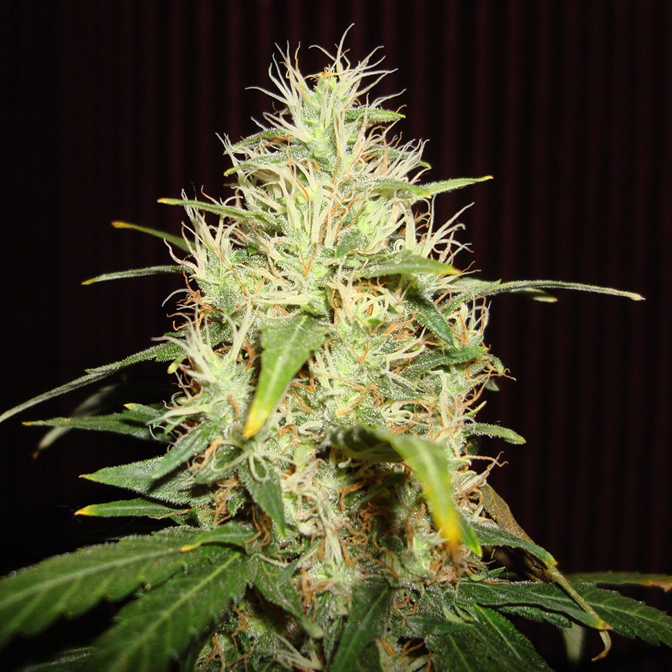 Семена  White Russian feminised Neuro Seeds