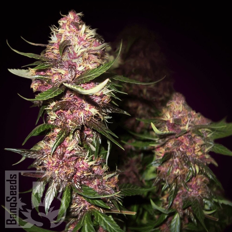 Семена ганжа  Baikonur feminised Bang Seeds