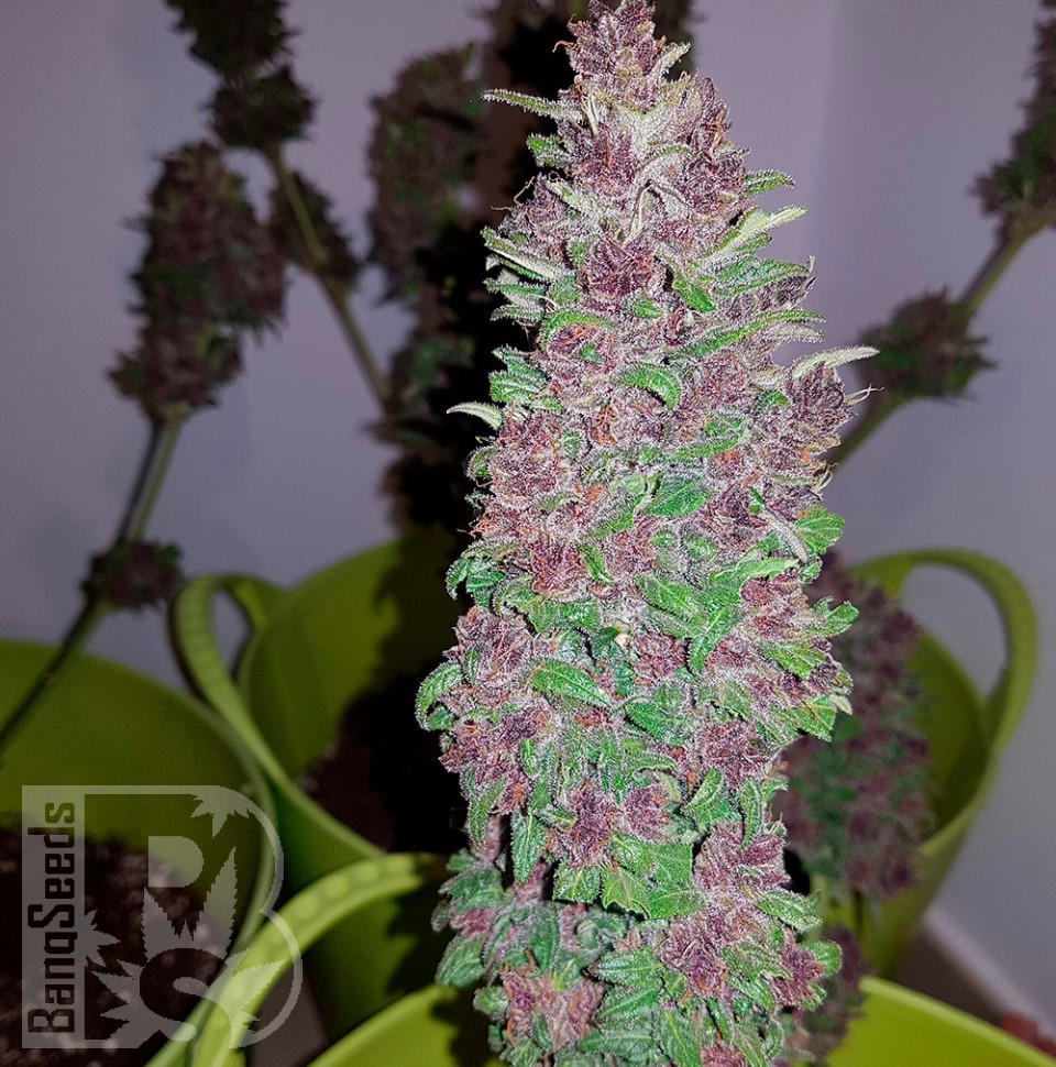 Семена ганжа  Baikonur feminised Bang Seeds