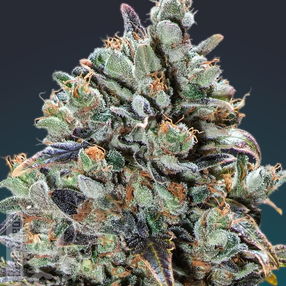 Семена ганжа  Baikonur feminised Bang Seeds