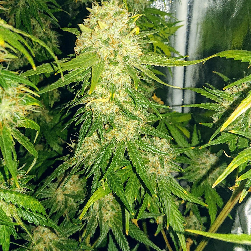 Семена конопли  Haze feminised Ganja Seeds