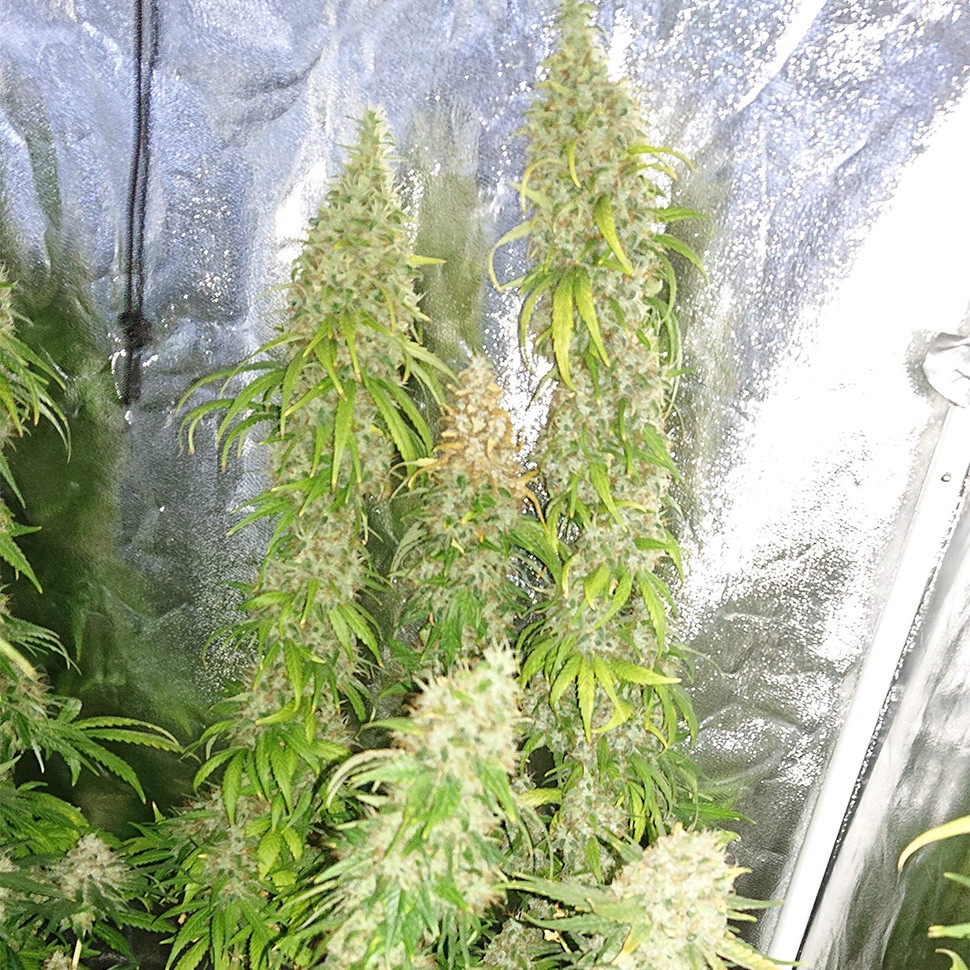 Семена конопли  Haze feminised Ganja Seeds