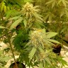семена конопли в фирменной упаковке Auto Critical Orange Punch feminised Ganja Seeds