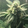 Семена каннабиса  Auto Hell's Angel OG feminised Ganja Seeds