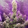 Семена каннабиса  Auto Hell's Angel OG feminised Ganja Seeds