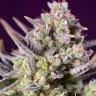 Семена марихуаны  Auto Sour Diesel feminised Ganja Seeds