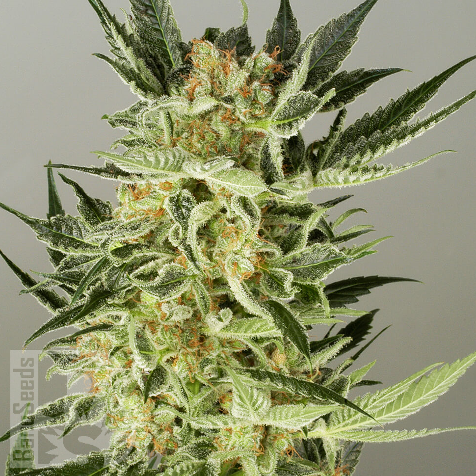 Семена  Balkhash feminised Bang Seeds