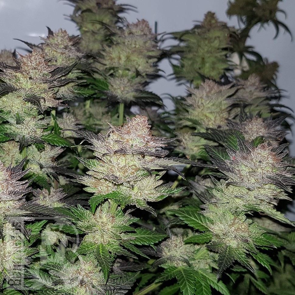Семена  Auto Critical Plus feminised Ganja Seeds