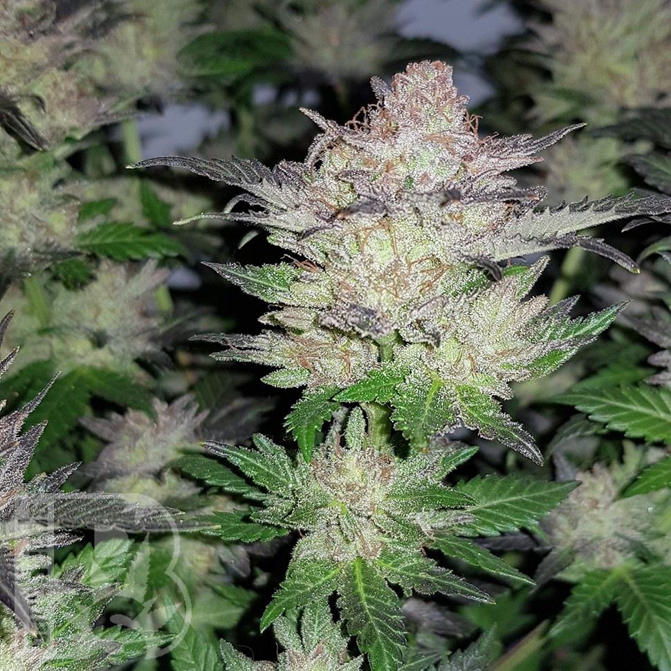 Семки Auto Critical Plus feminised Ganja Seeds