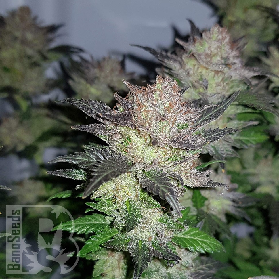 Марихуана Auto Critical Plus feminised Ganja Seeds
