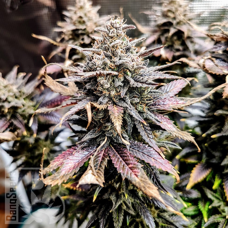 Семена марихуаны  Auto Mimosa feminised Ganja Seeds