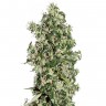 купить семена конопли с доставкой Auto Sweet Tooth regular