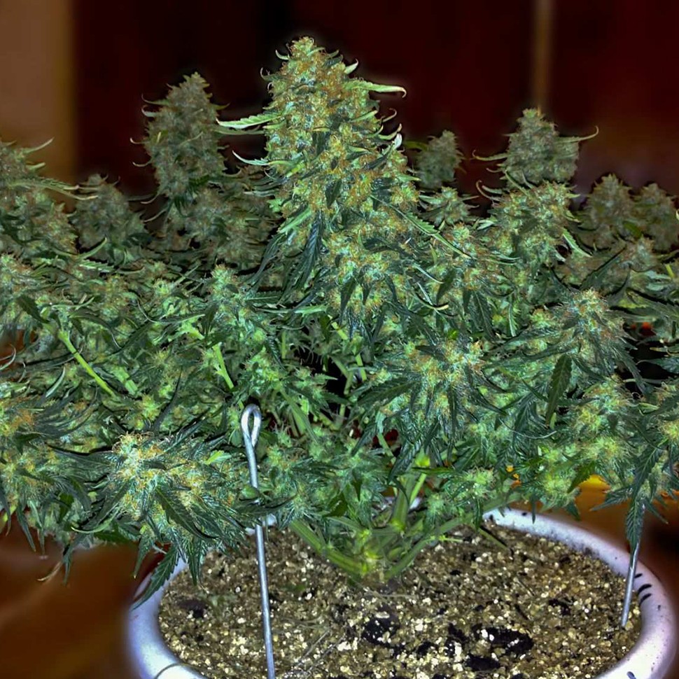 Семена каннабиса  Auto Sweet Tooth regular Ganja Seeds