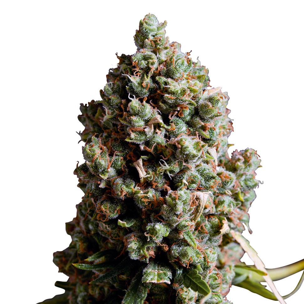 Семена каннабиса  Auto Caiera feminised GanjaVIP Seeds