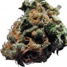 купить семена конопли Auto Caiera feminised феминизированные