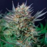 купить семена конопли Auto Caiera feminised курьером