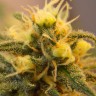 Семена каннабиса  Auto Caiera feminised GanjaVIP Seeds