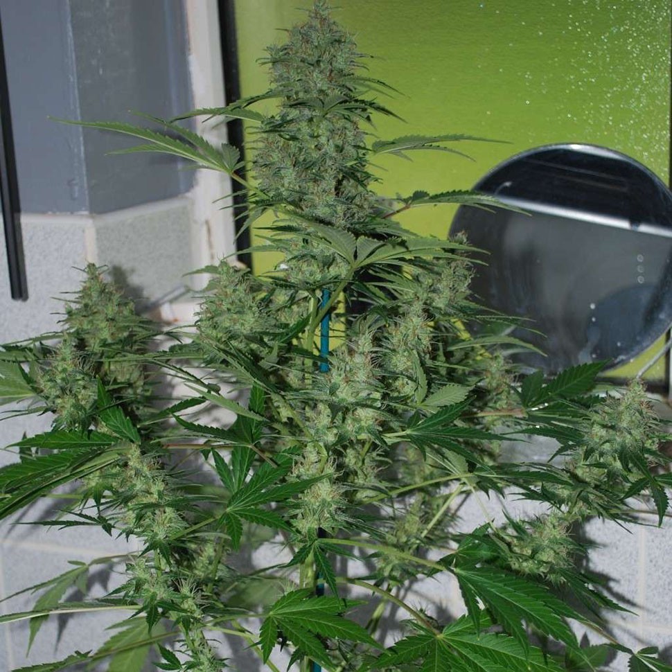 Семена конопли  Auto AK-47 feminised Neuro Seeds