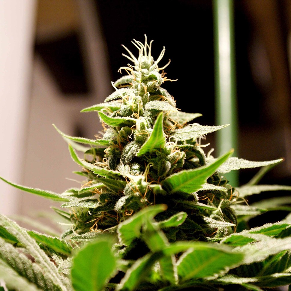 Семена конопли  Bars feminised Bang Seeds