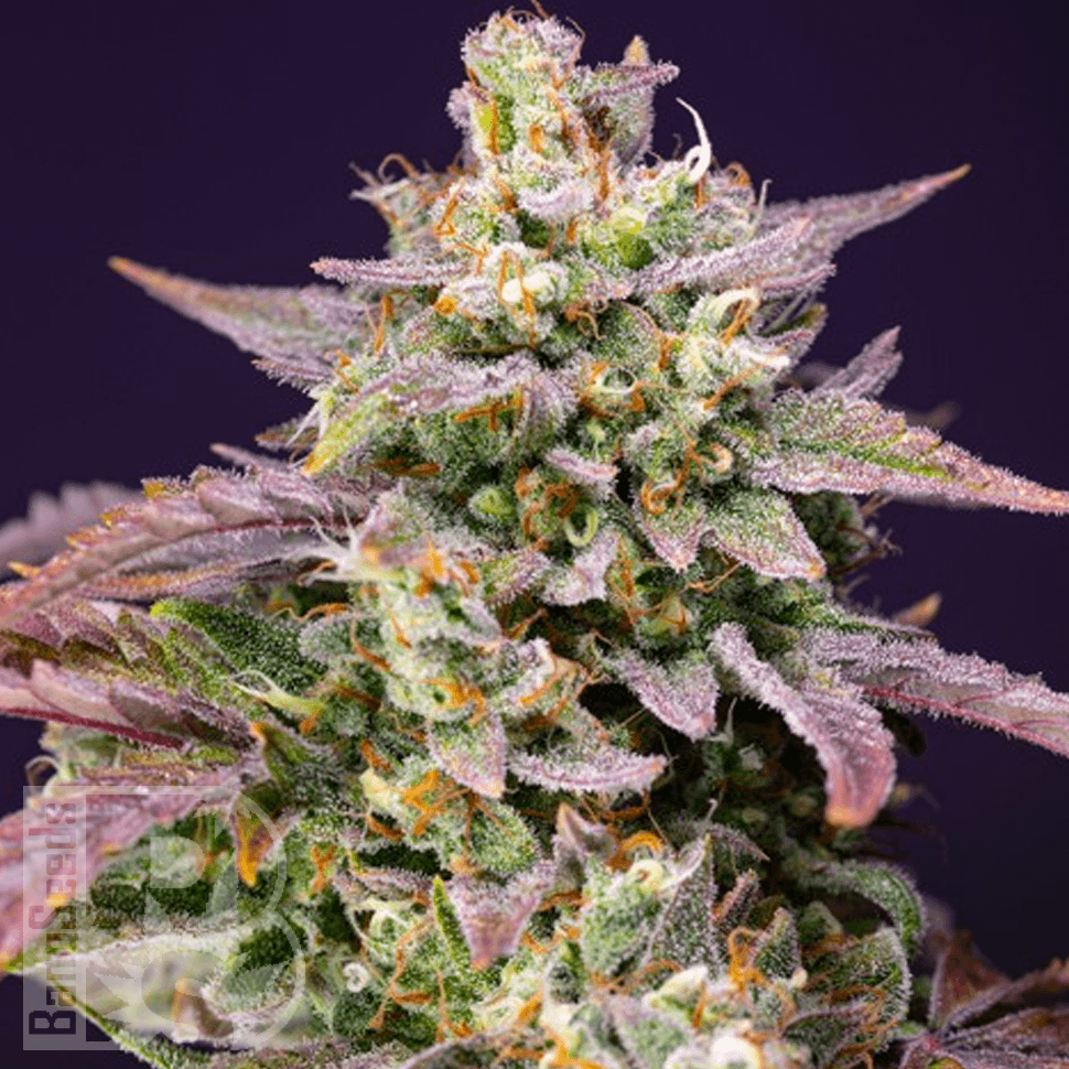 Семена конопли  Bars feminised Bang Seeds