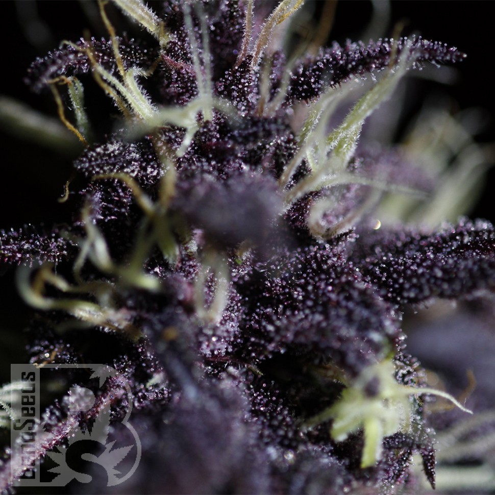 Семена  Auto Dark Purple feminised Ganja Seeds