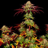 Auto Mintz feminised Ganja Seeds