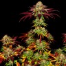 Семена марихуаны  Auto Mintz feminised Ganja Seeds